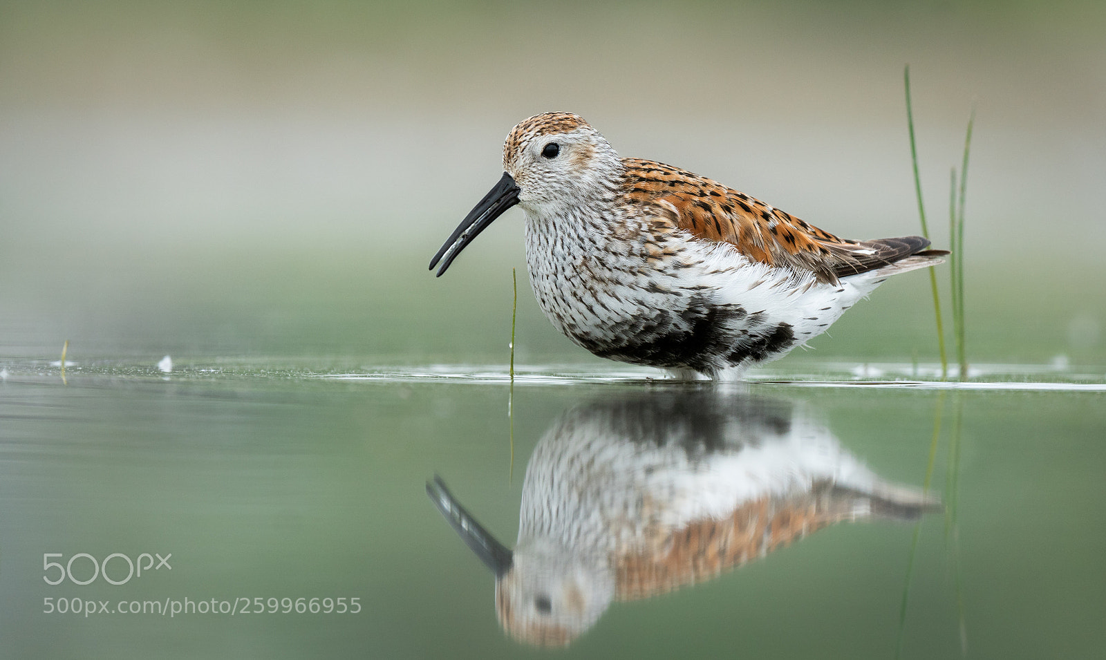 Sony a6300 sample photo. Dunlin in the weeds photography