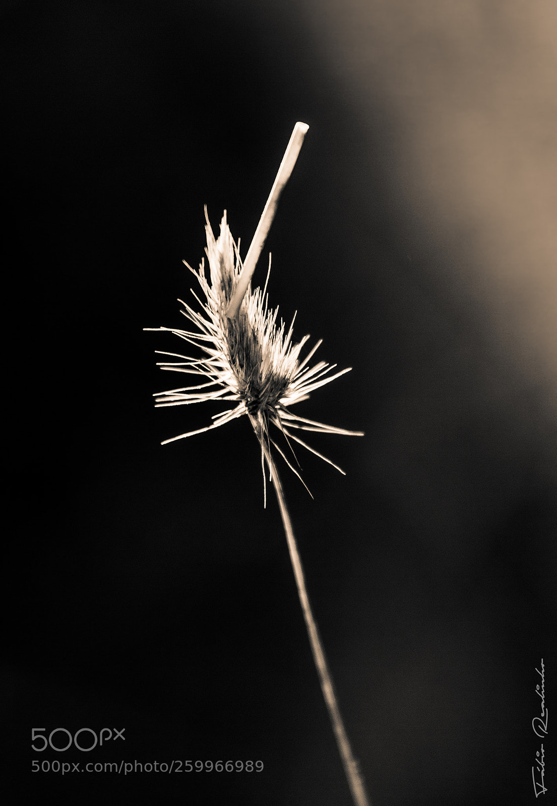 Canon EOS 7D sample photo. Backlight photography