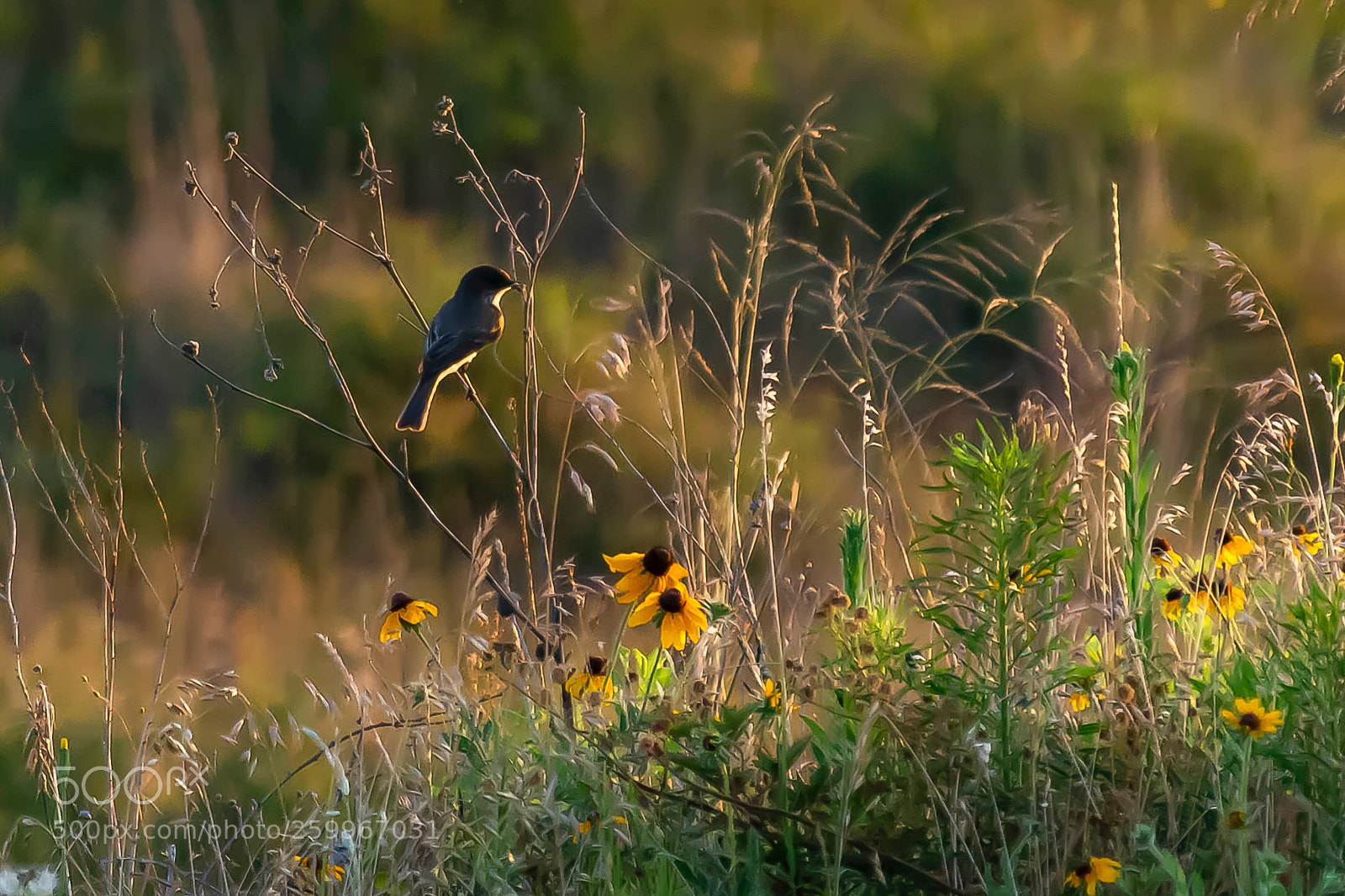 Nikon D7200 sample photo. Eastern phoebe photography