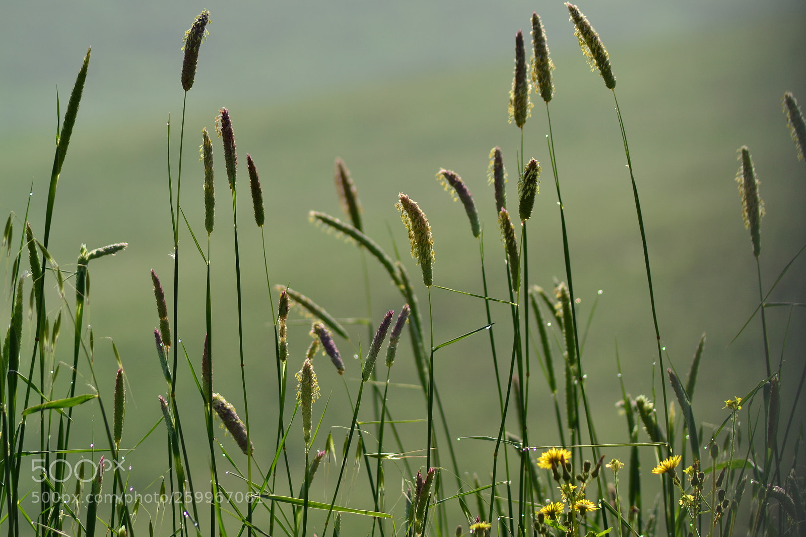 Nikon D3100 sample photo. Green detail photography