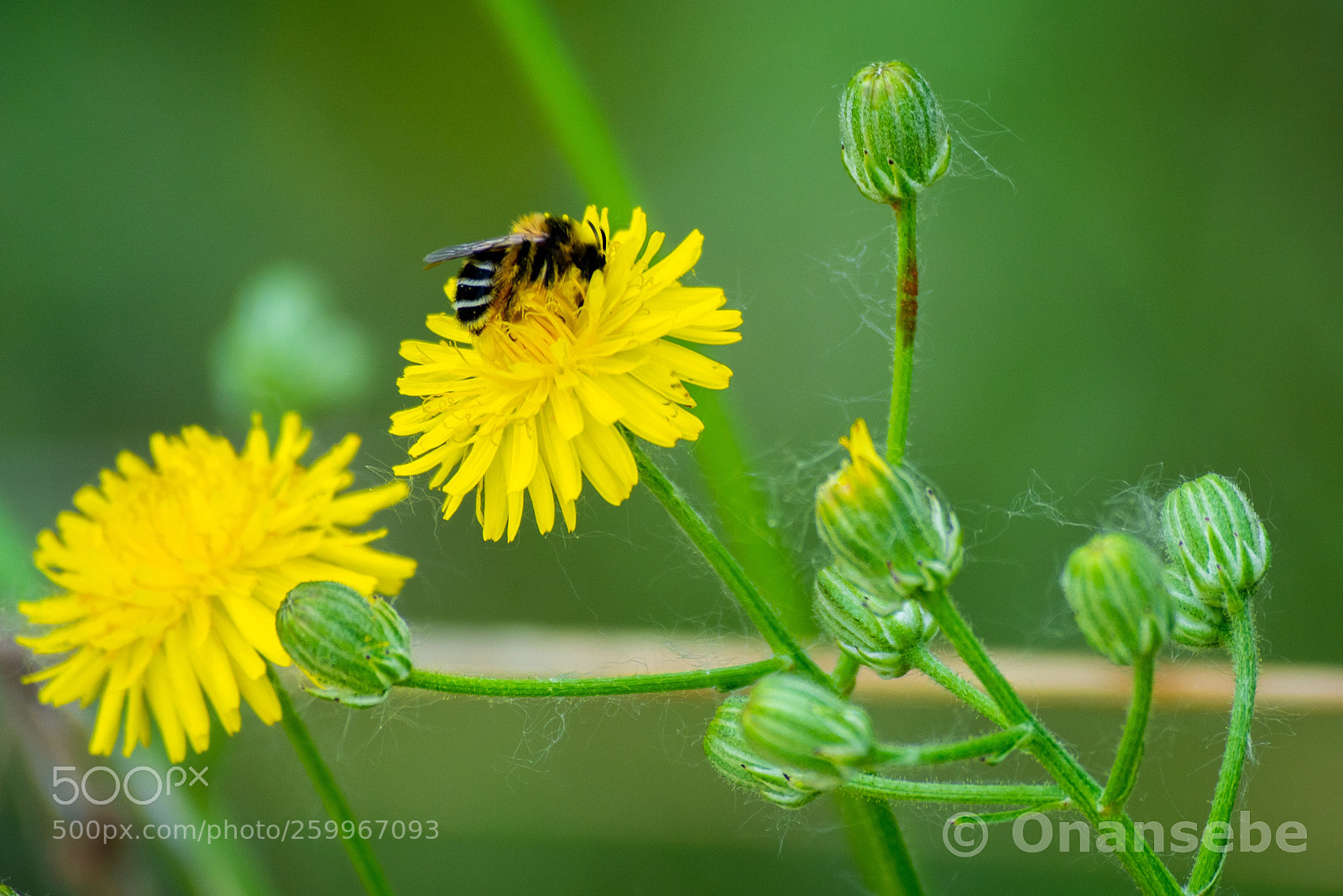 Nikon D5200 sample photo. Obrera photography