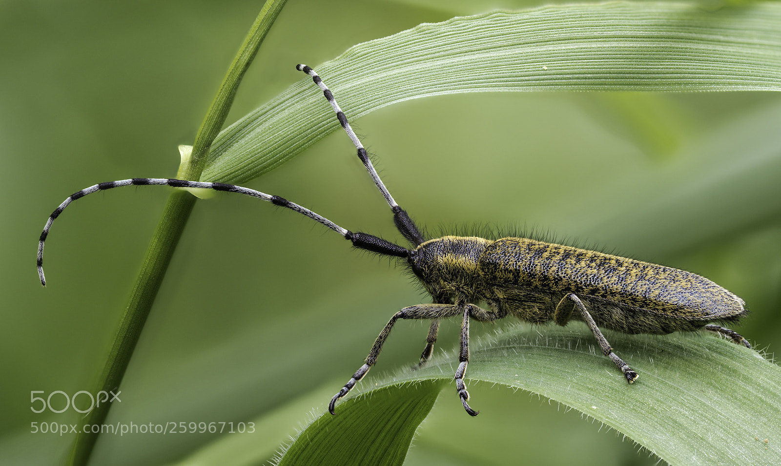 Olympus OM-D E-M1 Mark II sample photo. Agapanthia villosoviridescens #2 photography