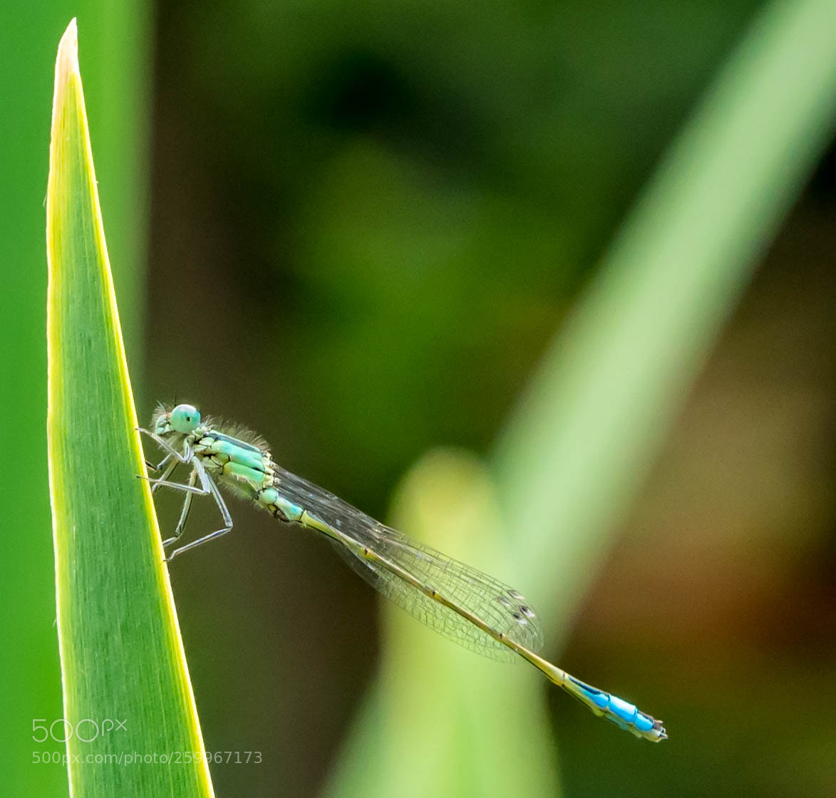 Olympus OM-D E-M10 sample photo. Blue damselfly photography