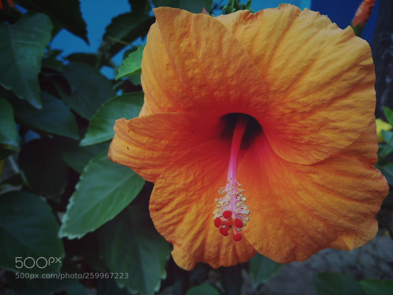 Xiaomi Redmi Note 4 sample photo. Untitled photography