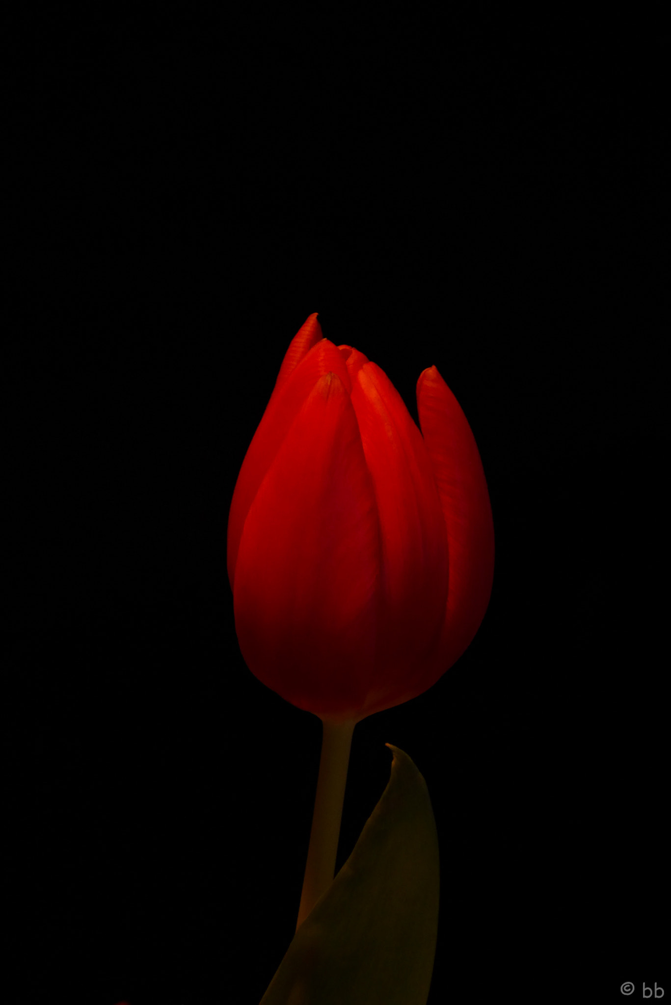 Panasonic Lumix DMC-ZS50 (Lumix DMC-TZ70) sample photo. One red tulip photography