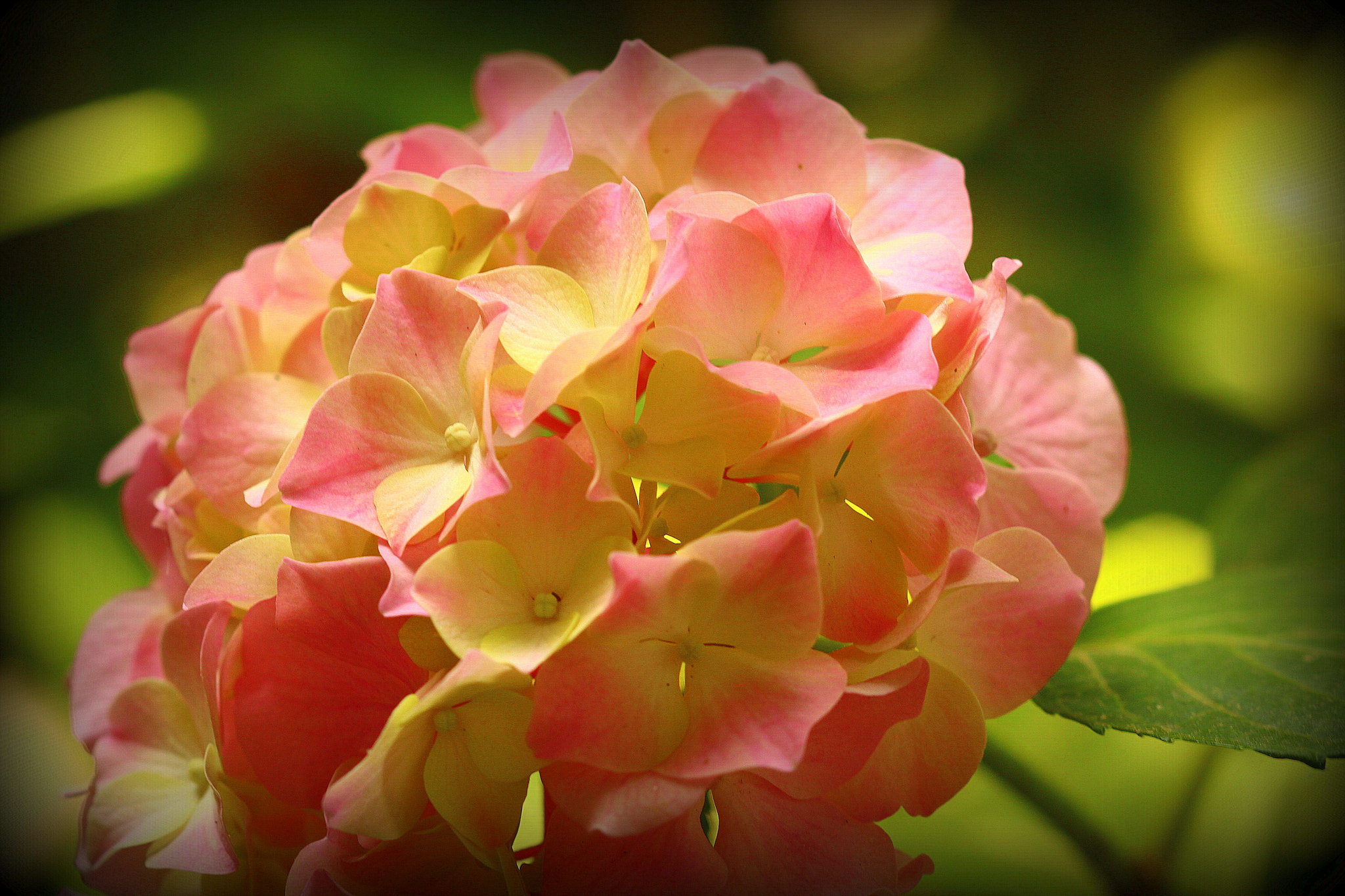 Canon EF 100mm F2.8 Macro USM sample photo. Hydrangea ... photography