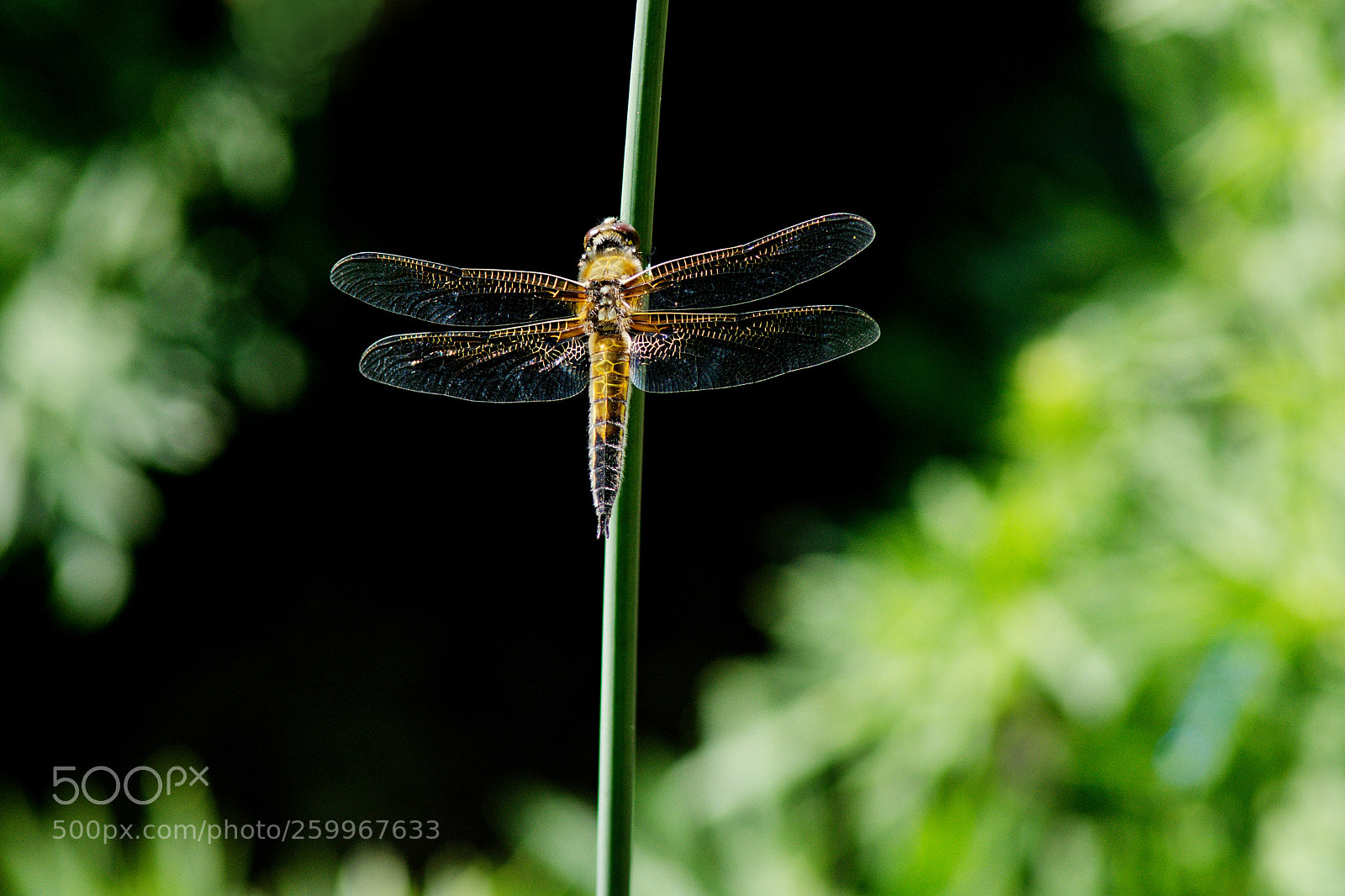 Nikon D7200 sample photo. Resting a contre-jour photography