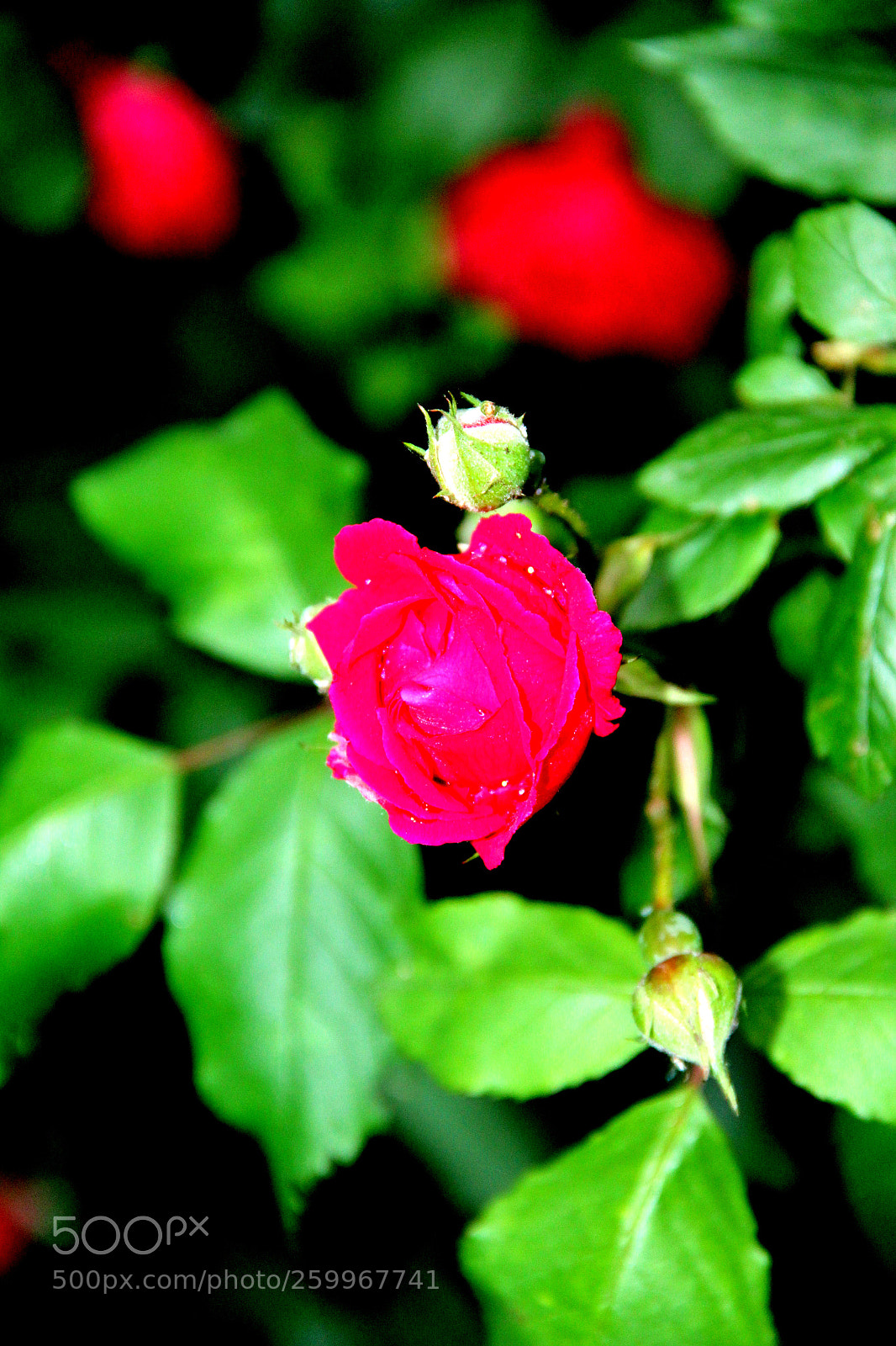 Canon EOS 1200D (EOS Rebel T5 / EOS Kiss X70 / EOS Hi) sample photo. Img_9720_1.jpg photography