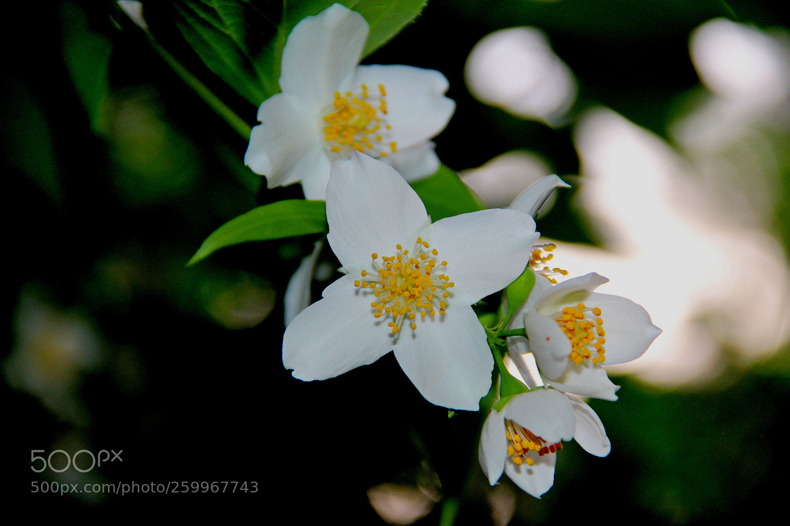 Canon EOS 1200D (EOS Rebel T5 / EOS Kiss X70 / EOS Hi) sample photo. Img_9748_1.jpg photography