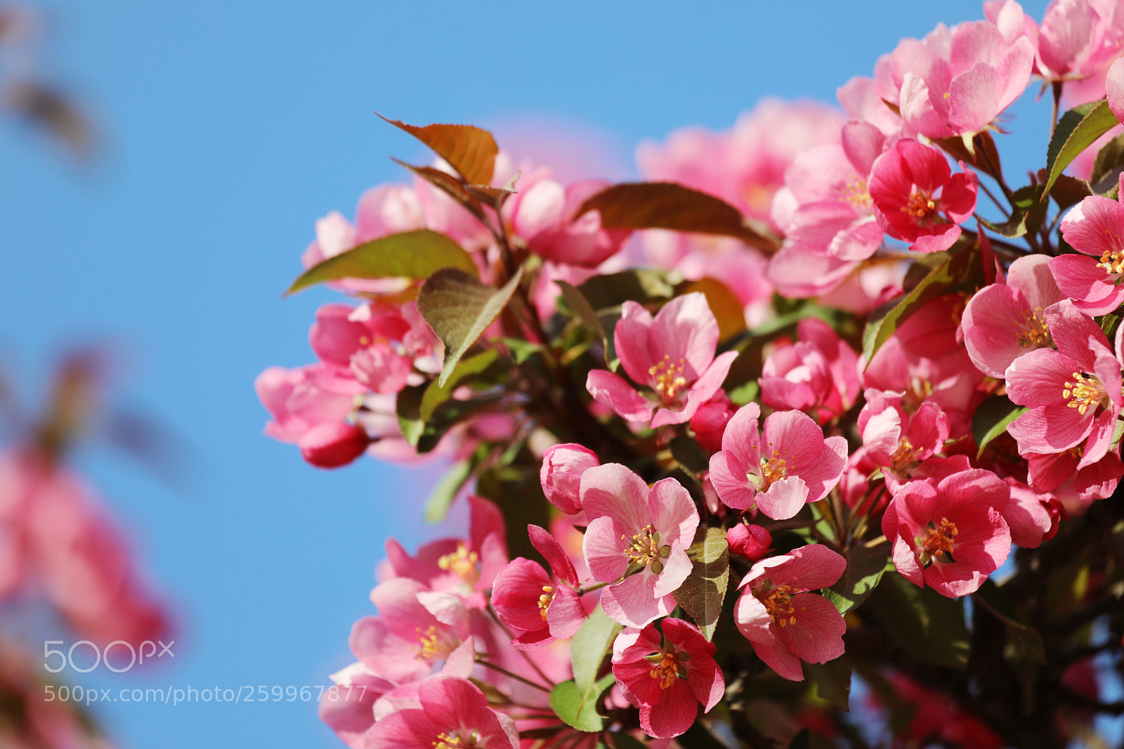 Canon EOS 5D Mark IV sample photo. Pink blossom photography