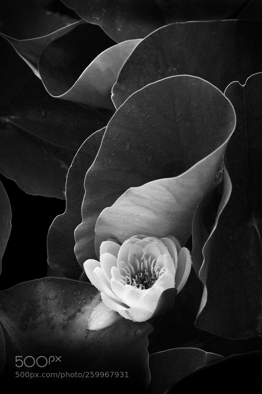 Nikon D700 sample photo. Lotus photography