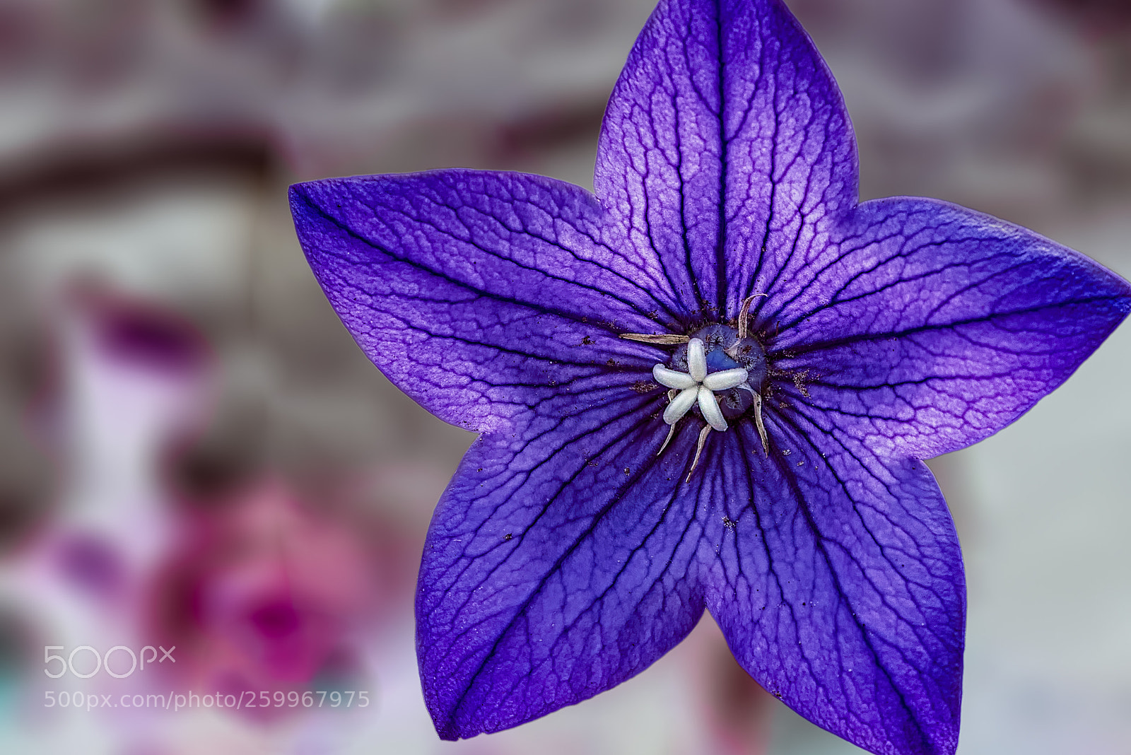 Nikon D810 sample photo. 5 star photography