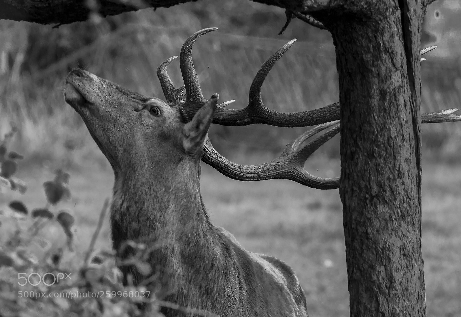 Canon EOS 700D (EOS Rebel T5i / EOS Kiss X7i) sample photo. Deer. photography