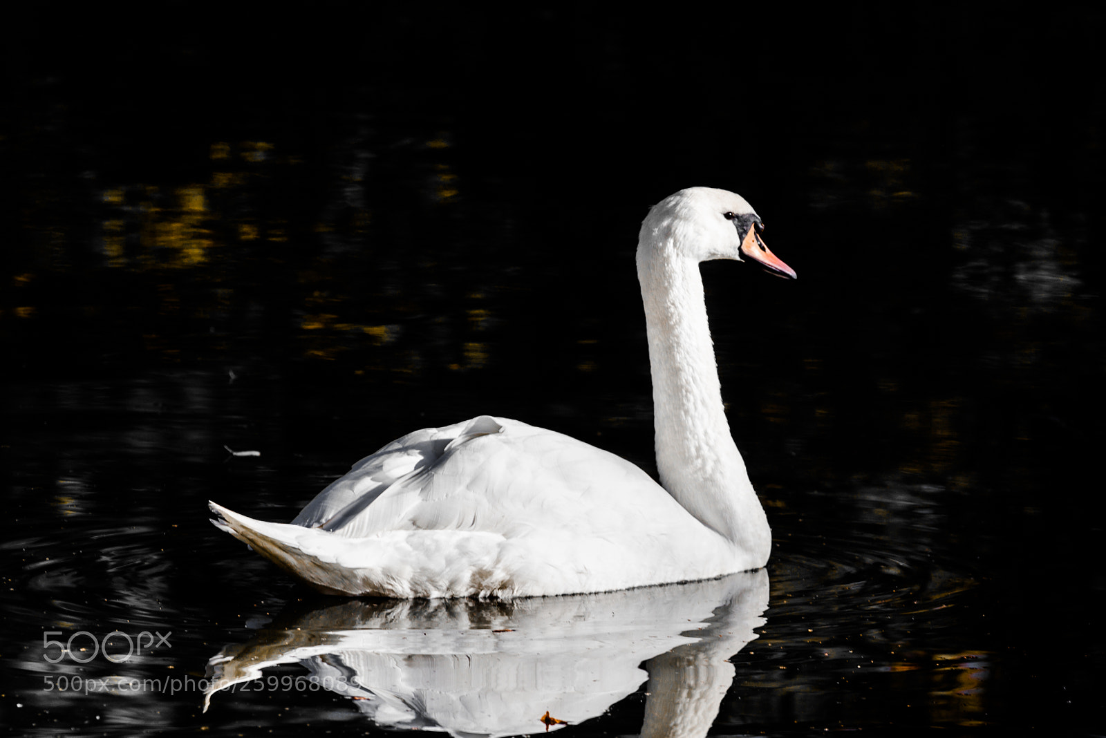 Canon EOS 5D Mark II sample photo. Swan photography