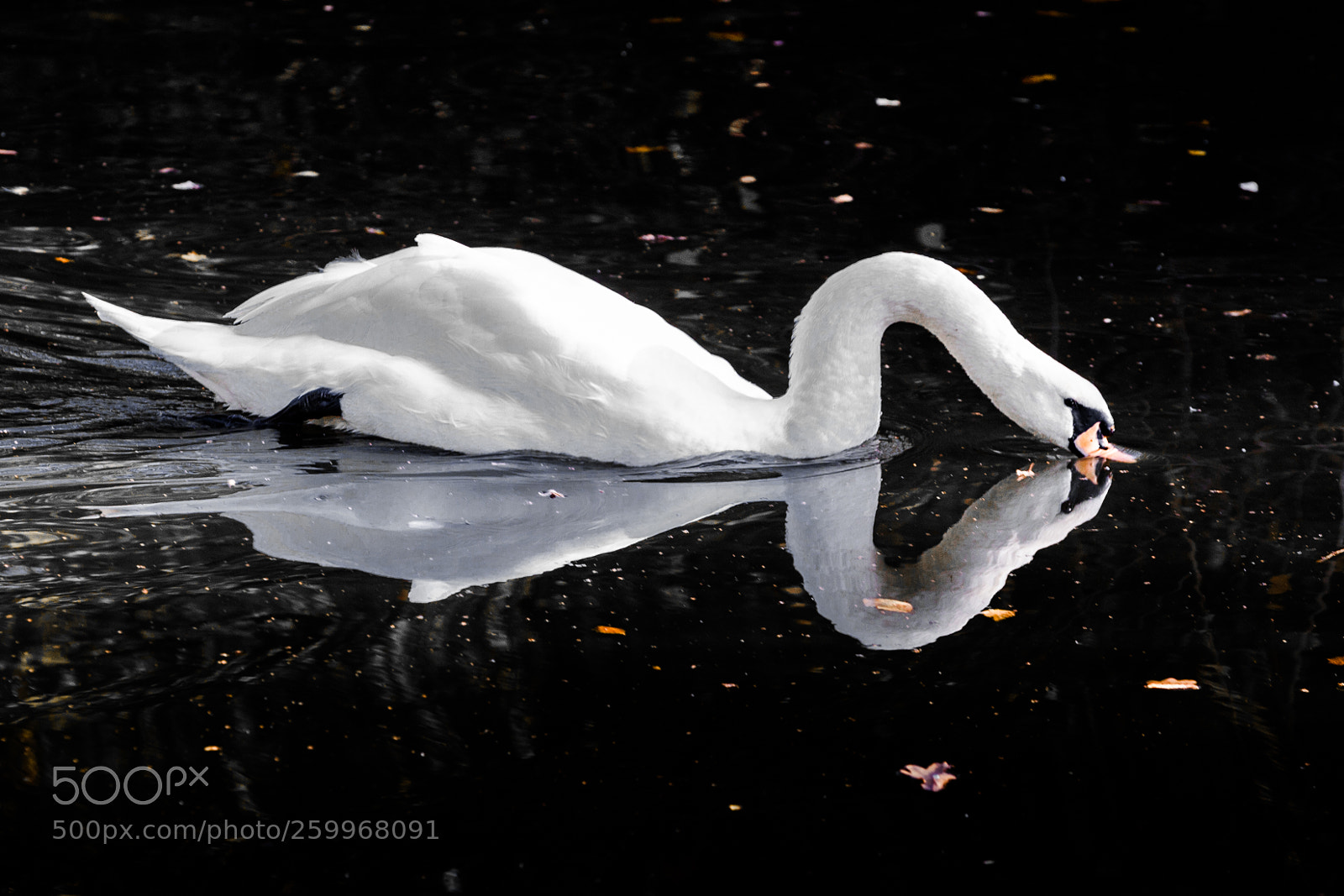 Canon EOS 5D Mark II sample photo. Swan photography