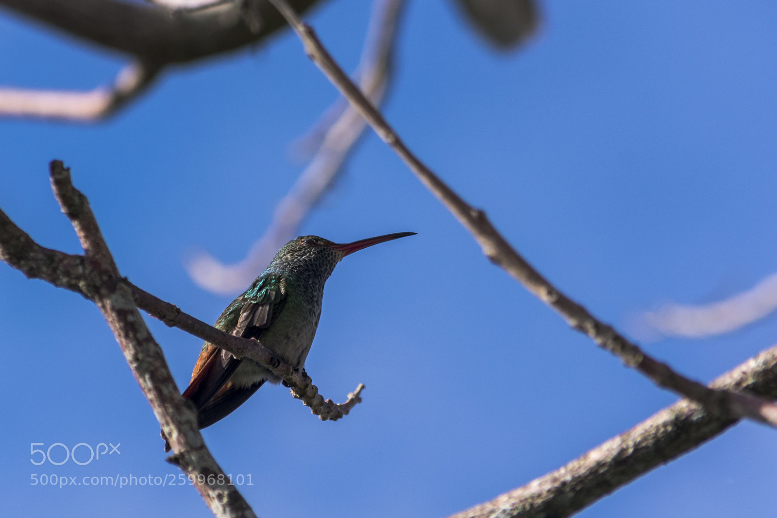 Nikon D3400 sample photo. Hummingbird photography