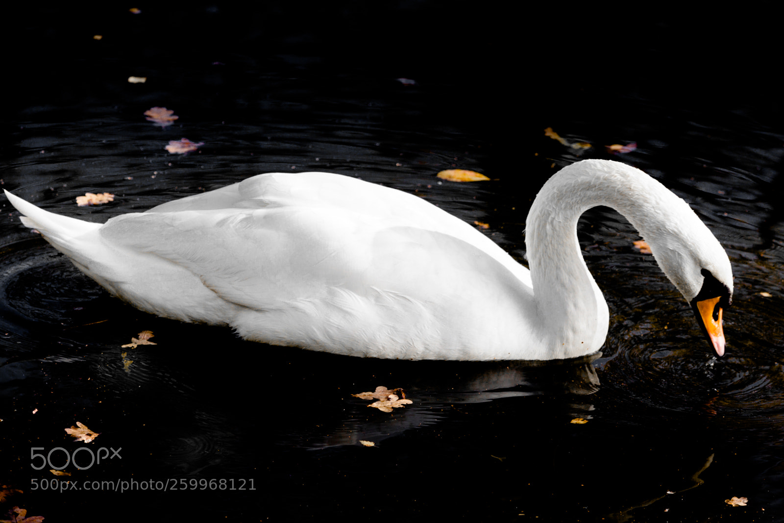 Canon EOS 5D Mark II sample photo. Swan photography