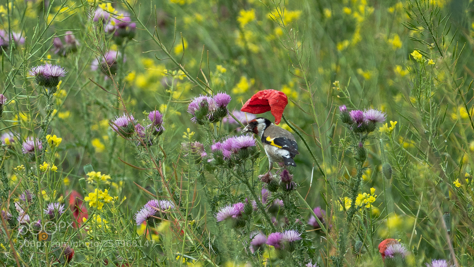 Olympus OM-D E-M1 Mark II sample photo. Gilguero o european goldfinch photography
