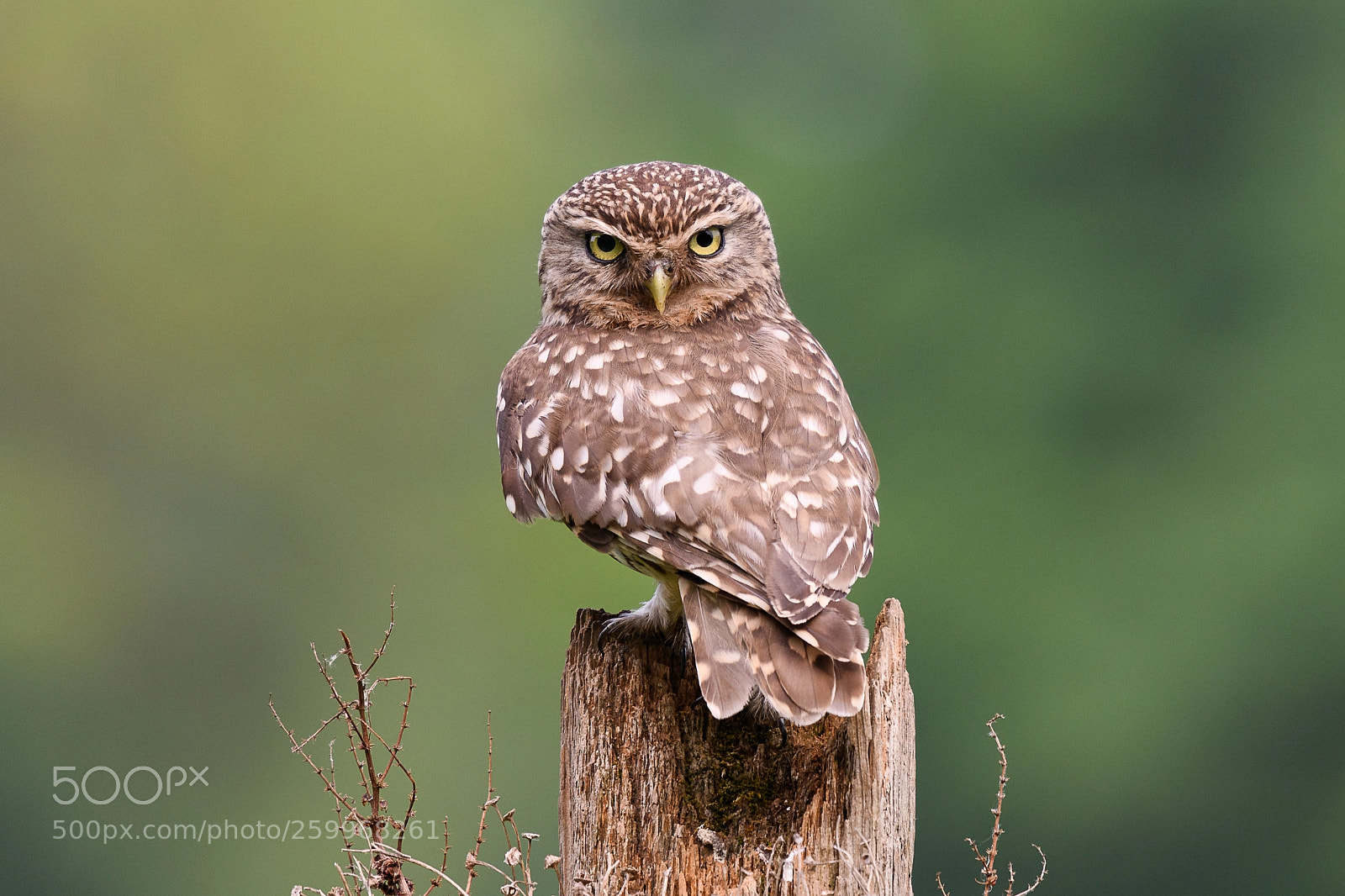Nikon D850 sample photo. Little owl - death photography