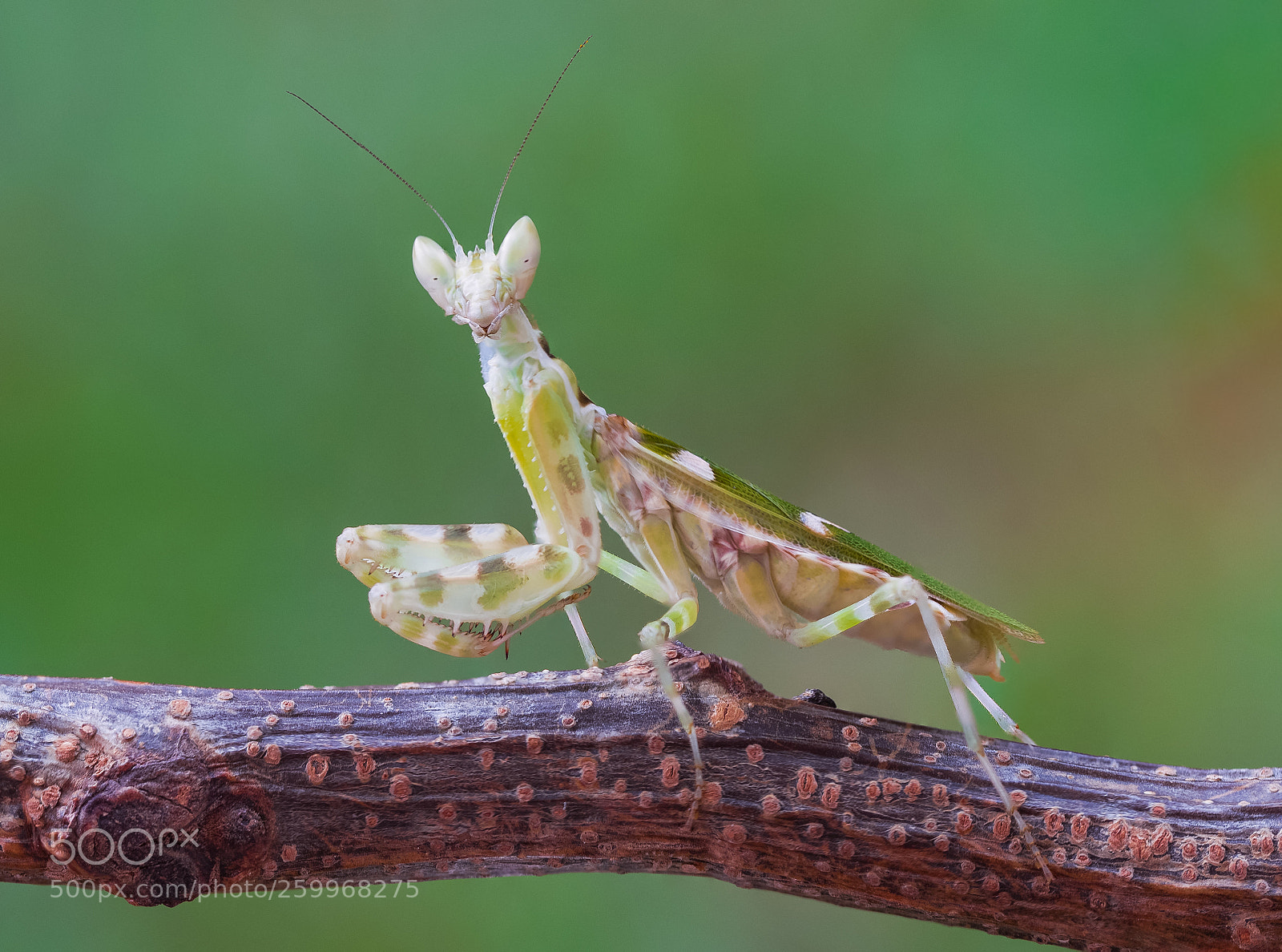 Olympus PEN-F sample photo. Jeweled flower mantis photography