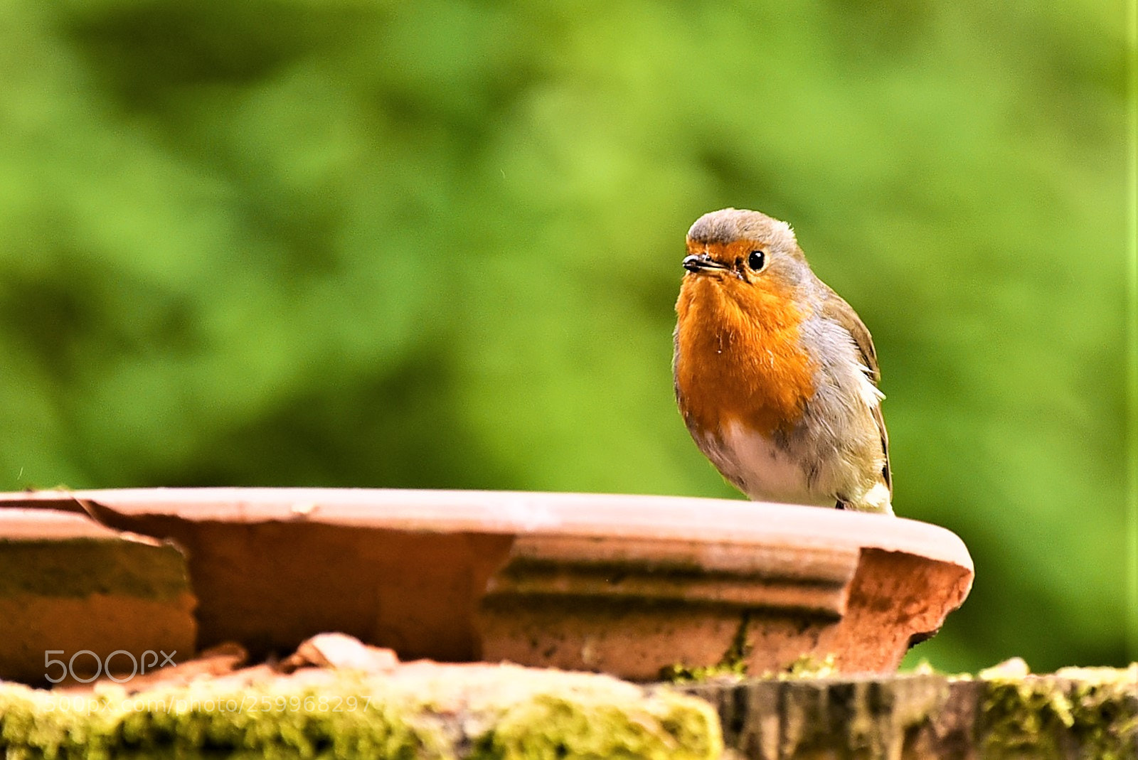 Nikon D750 sample photo. Rotkehlchen photography