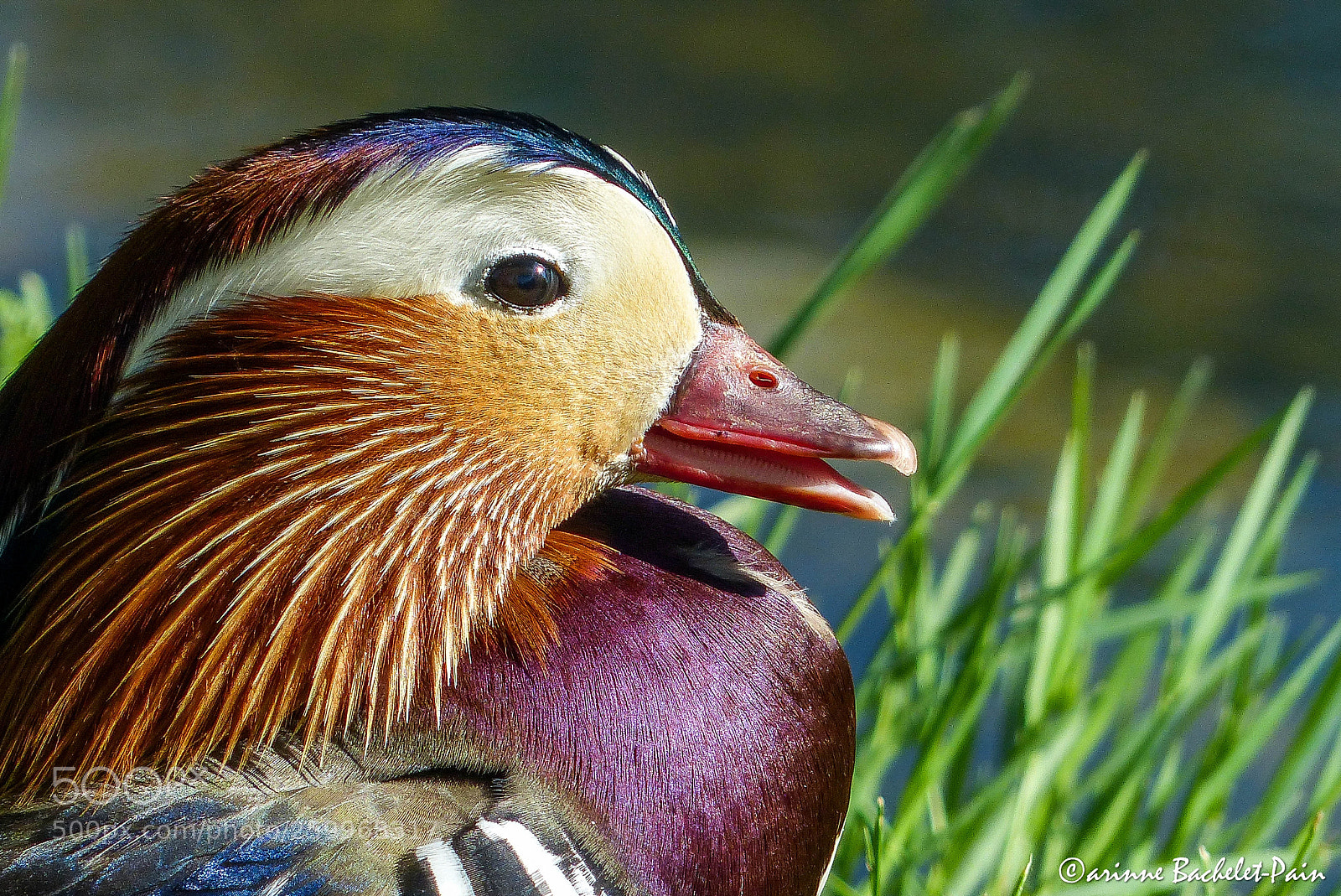 Panasonic Lumix DMC-FZ200 sample photo. Portait de canard mandarin photography