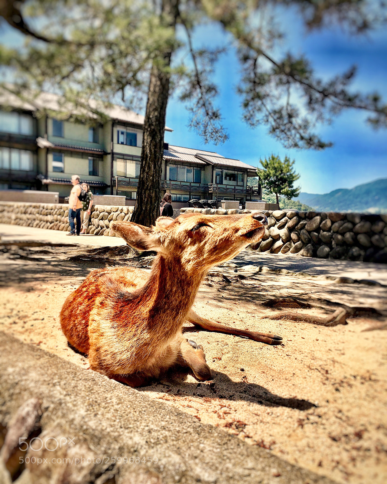Apple iPhone 6s Plus sample photo. Enjoy sunshine photography