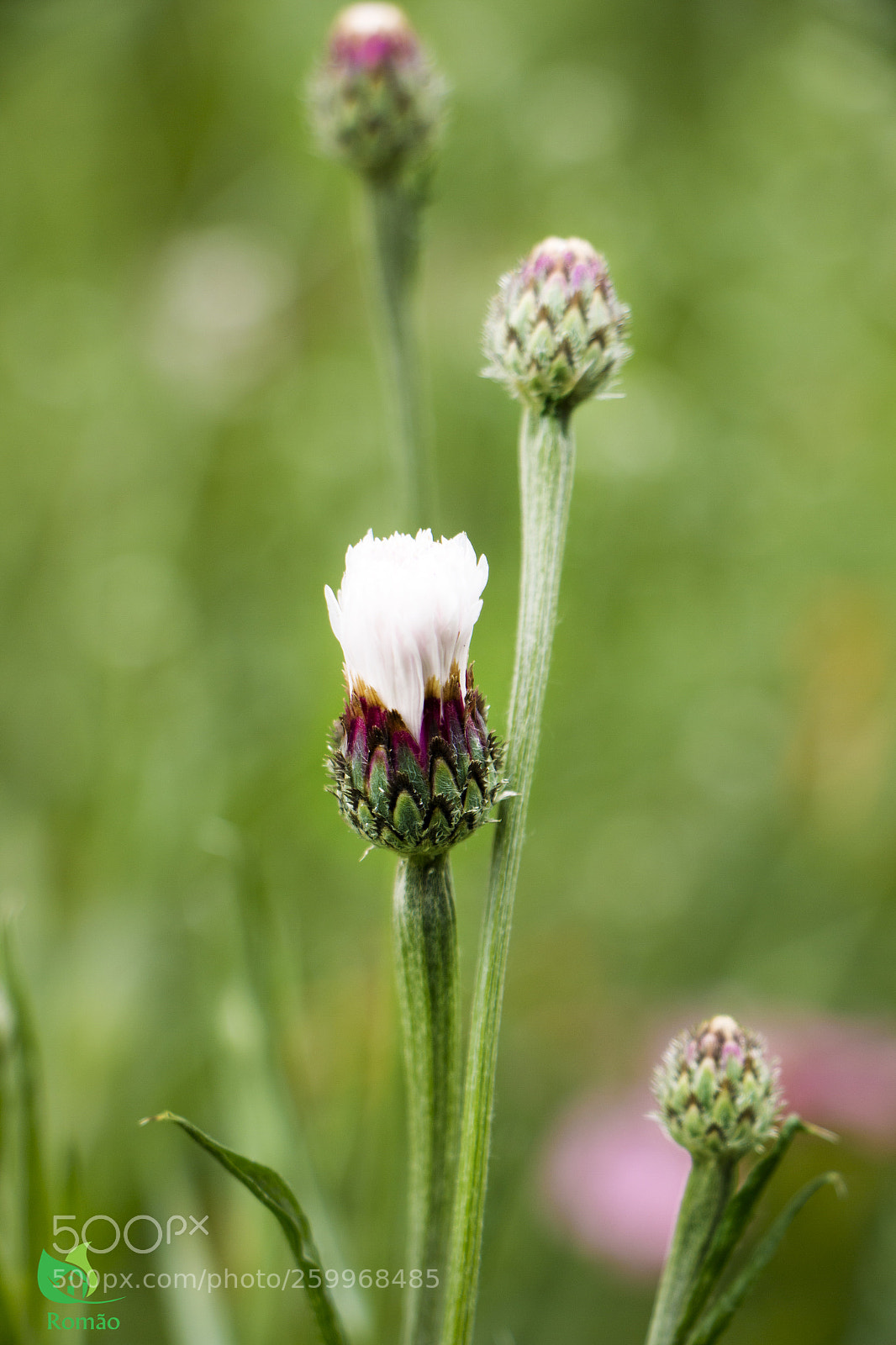 Canon EOS 70D sample photo. White photography