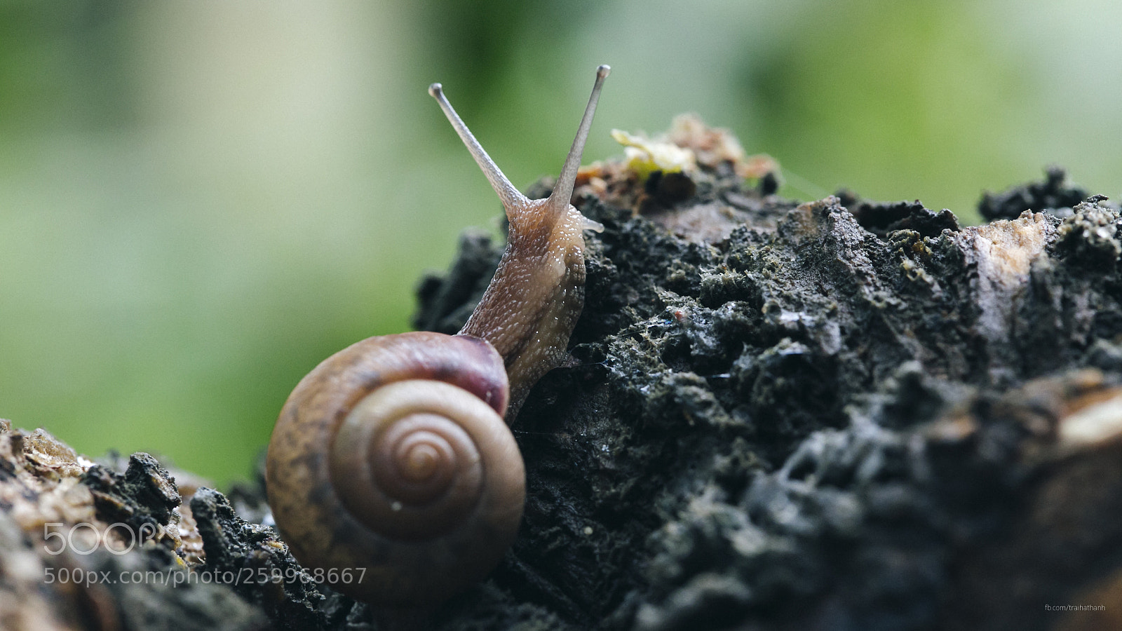 Canon EOS 6D sample photo. Helix pomatia photography