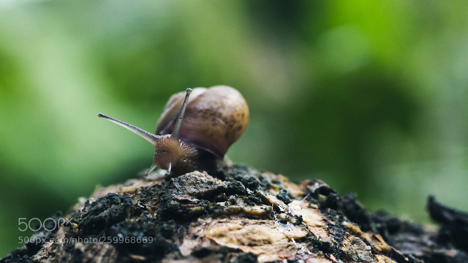 Canon EOS 6D sample photo. Helix pomatia photography