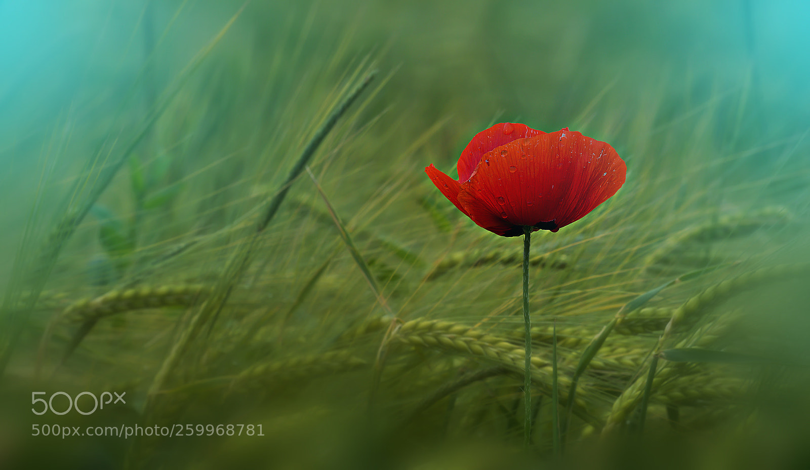 Nikon D800E sample photo. Color of the poppy! photography