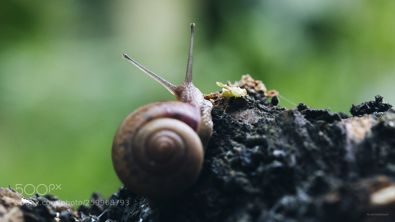 Canon EOS 6D sample photo. Helix pomatia photography