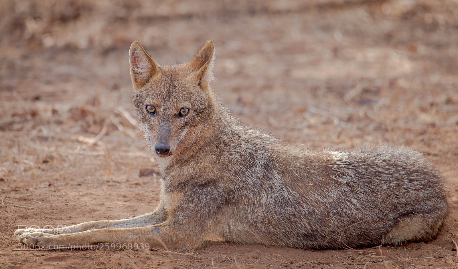 Canon EOS 6D sample photo. Indian jackal photography