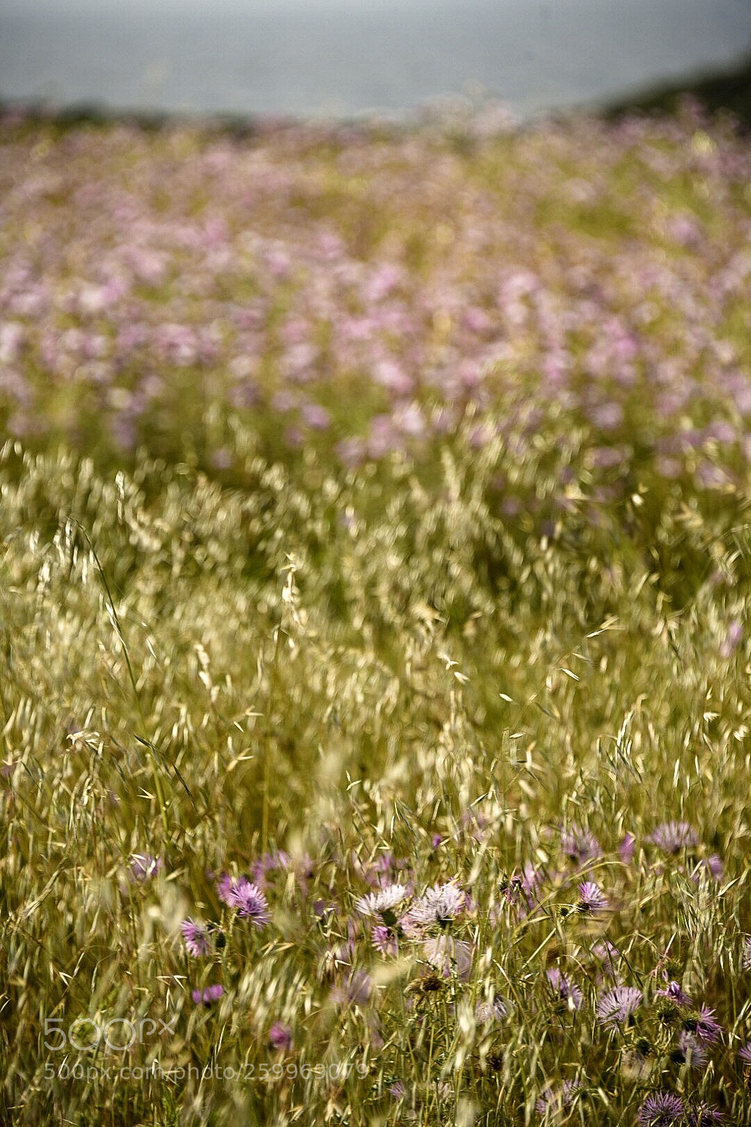 Nikon D750 sample photo. Menorca photography