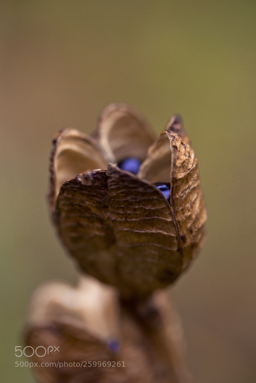 Canon EOS 60D sample photo. Samenkapsel der gelben taglilie photography