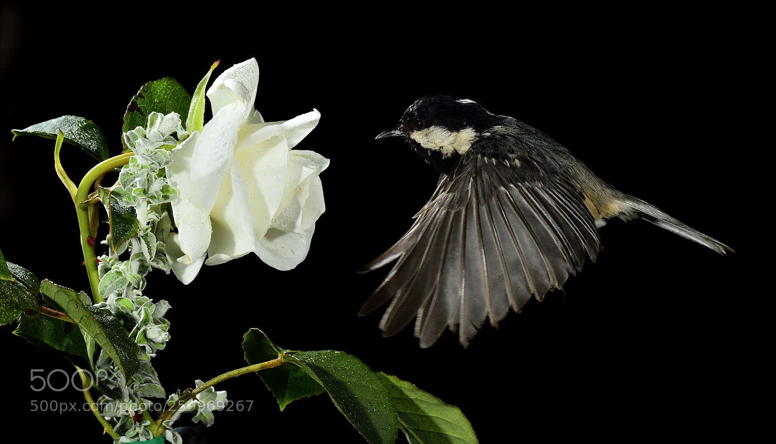 Nikon D7100 sample photo. _dsc2949-2.jpg photography
