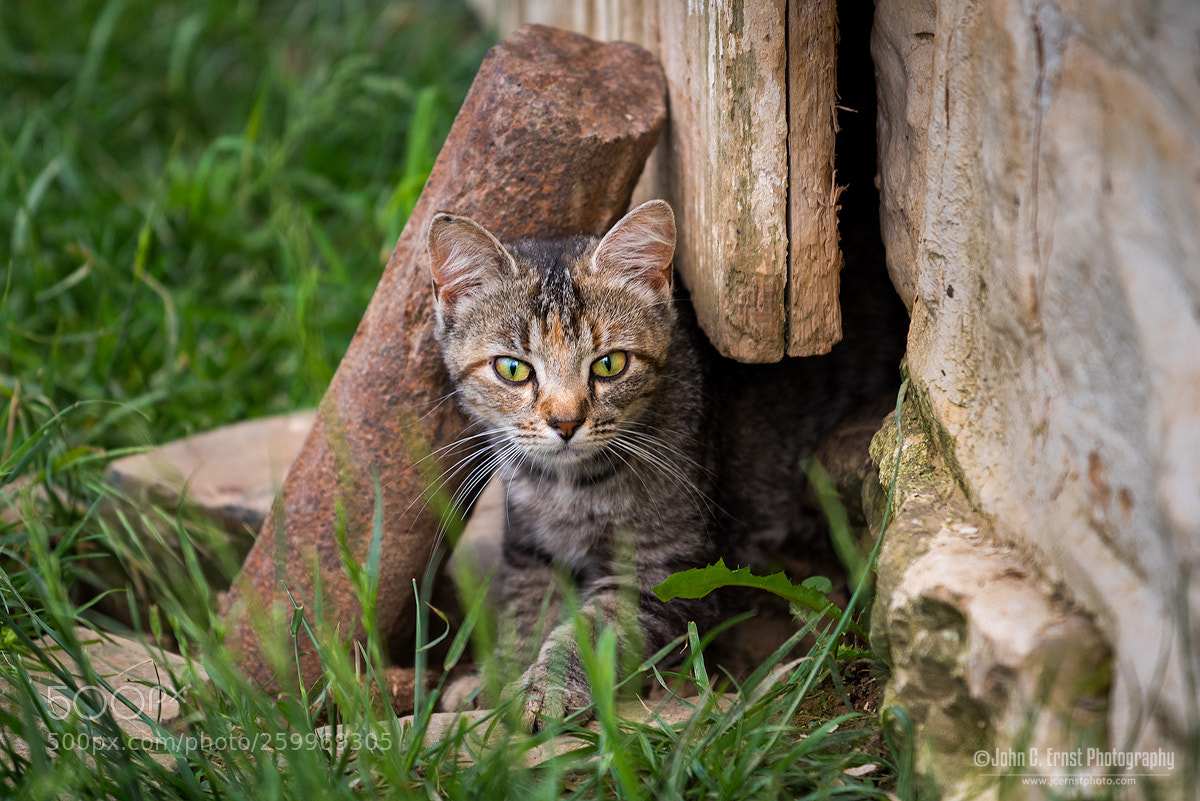 Nikon D750 sample photo. Barn kitty photography
