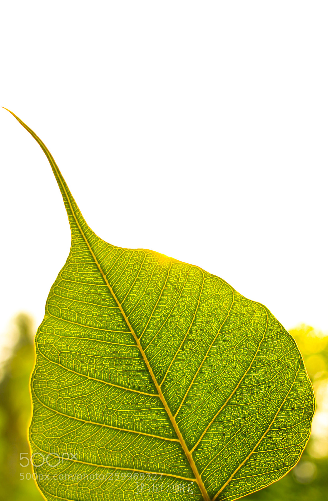 Canon EOS 700D (EOS Rebel T5i / EOS Kiss X7i) sample photo. Leaves photography