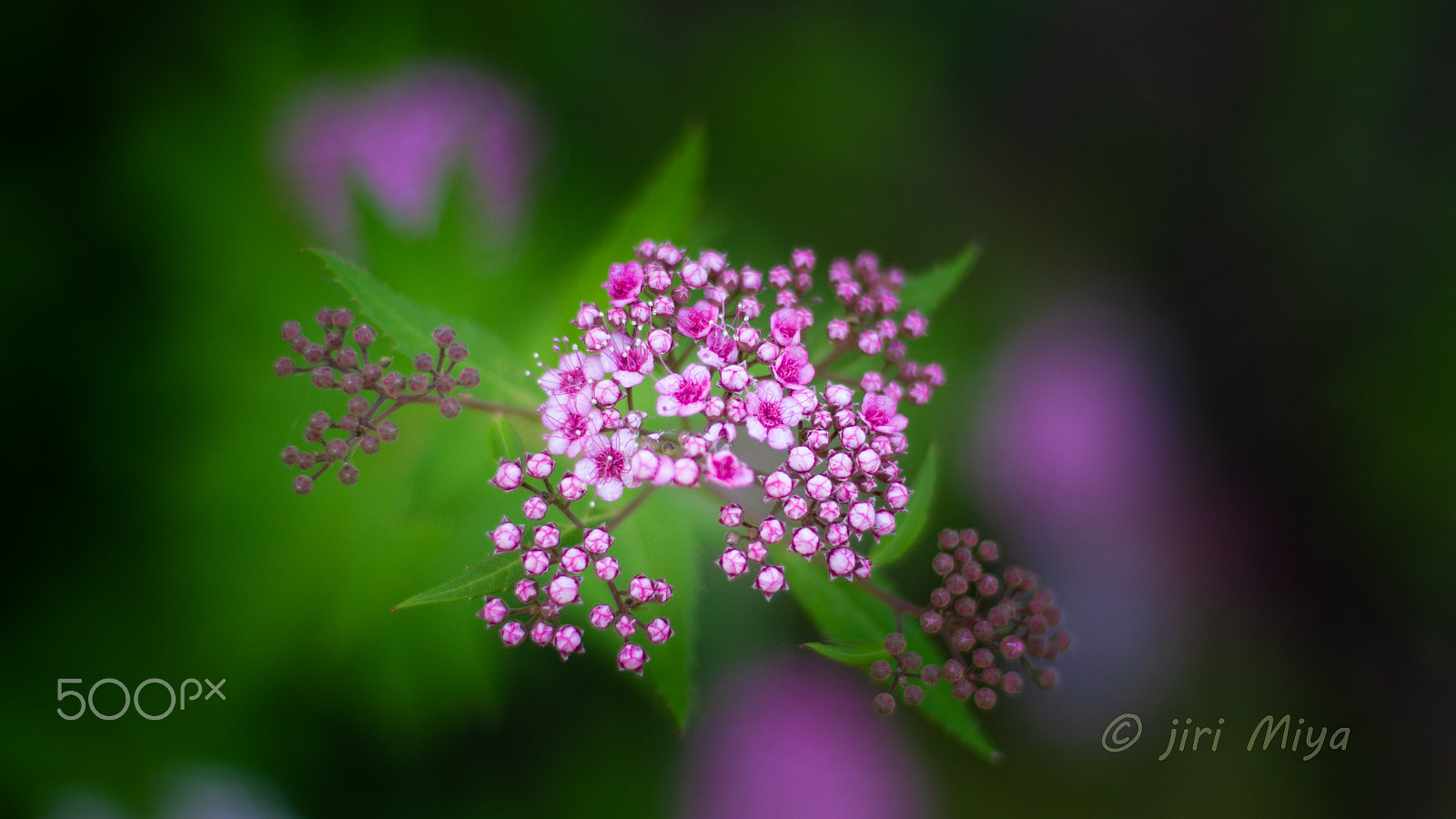 Canon EOS 600D (Rebel EOS T3i / EOS Kiss X5) sample photo. Pink buds photography