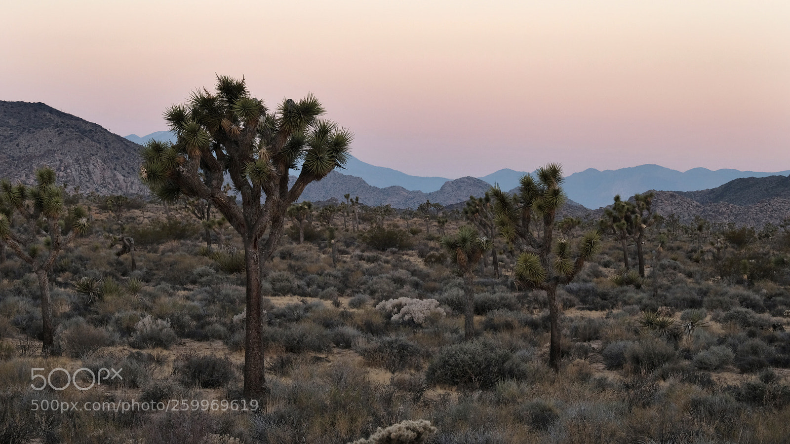 Fujifilm X-T2 sample photo. Joshua tree photography