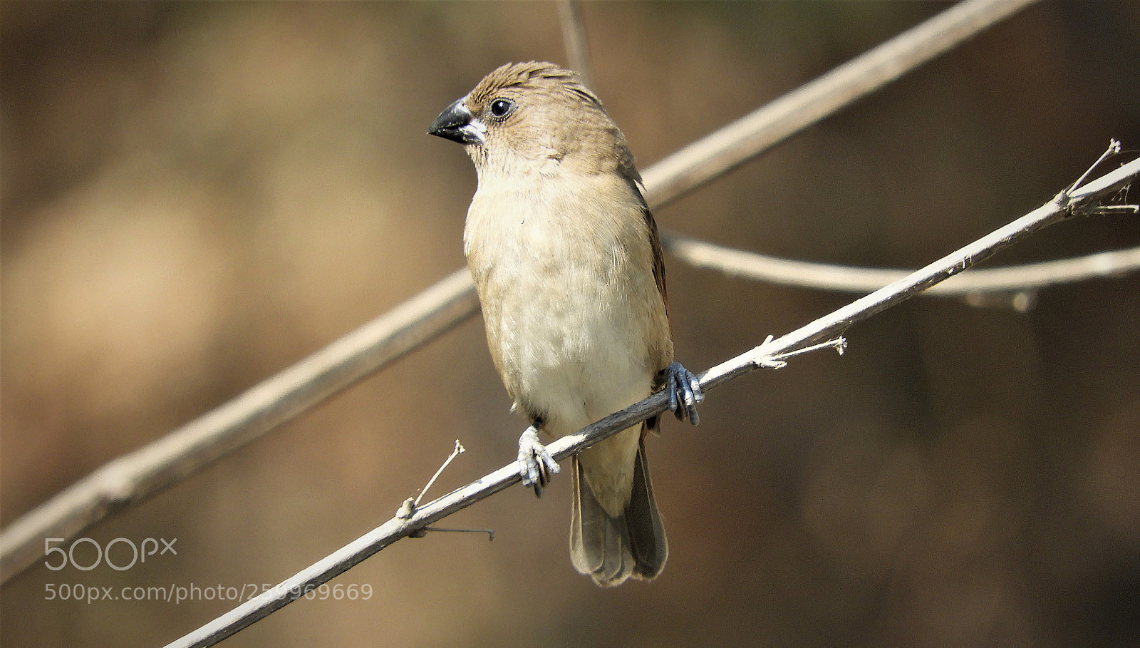 Nikon Coolpix B700 sample photo. Indian silver bills  ( baby ) photography
