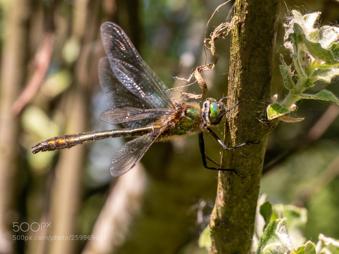 Panasonic Lumix DMC-GX7 sample photo. Dragonfly   蜻蜓    стрекоза photography