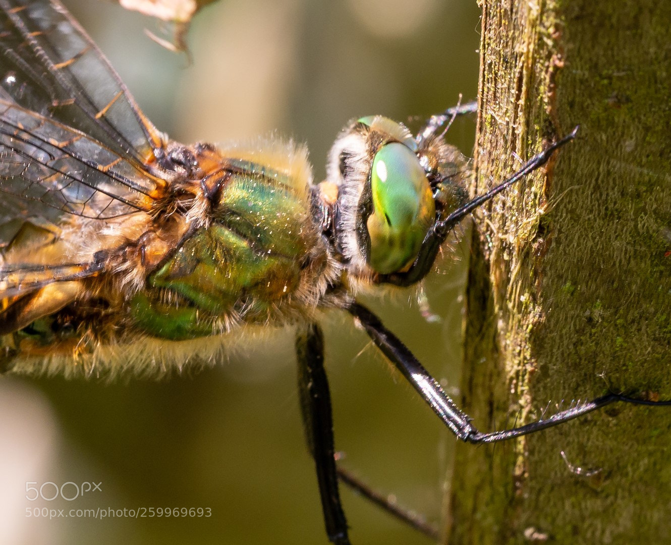 Panasonic Lumix DMC-GX7 sample photo. Dragonfly   蜻蜓    стрекоза photography