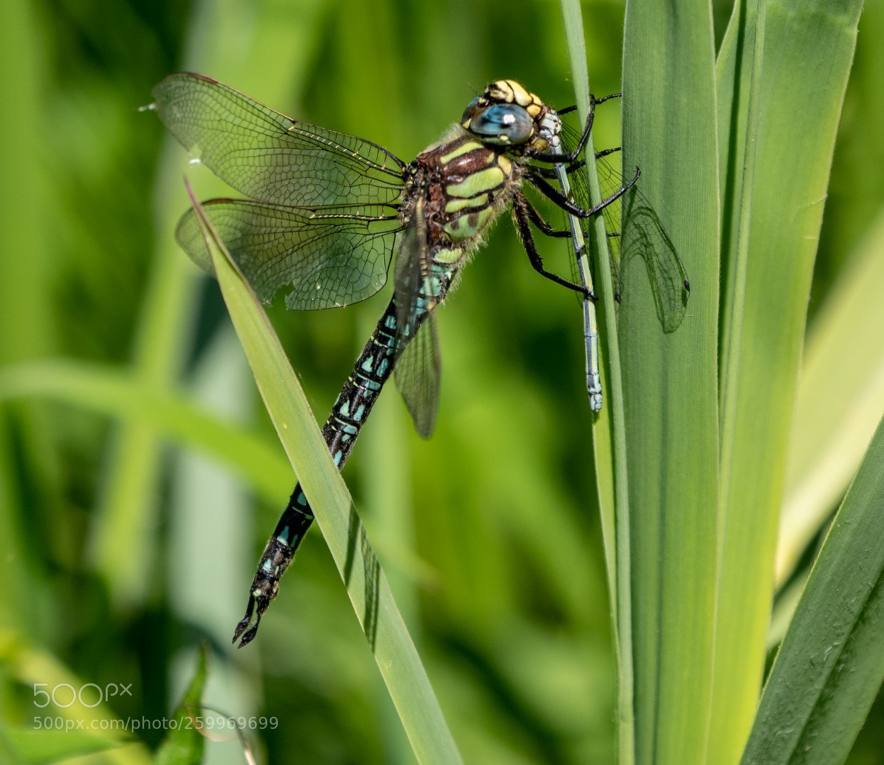 Panasonic Lumix DMC-GX85 (Lumix DMC-GX80 / Lumix DMC-GX7 Mark II) sample photo. Dragonfly   蜻蜓    стрекоза photography
