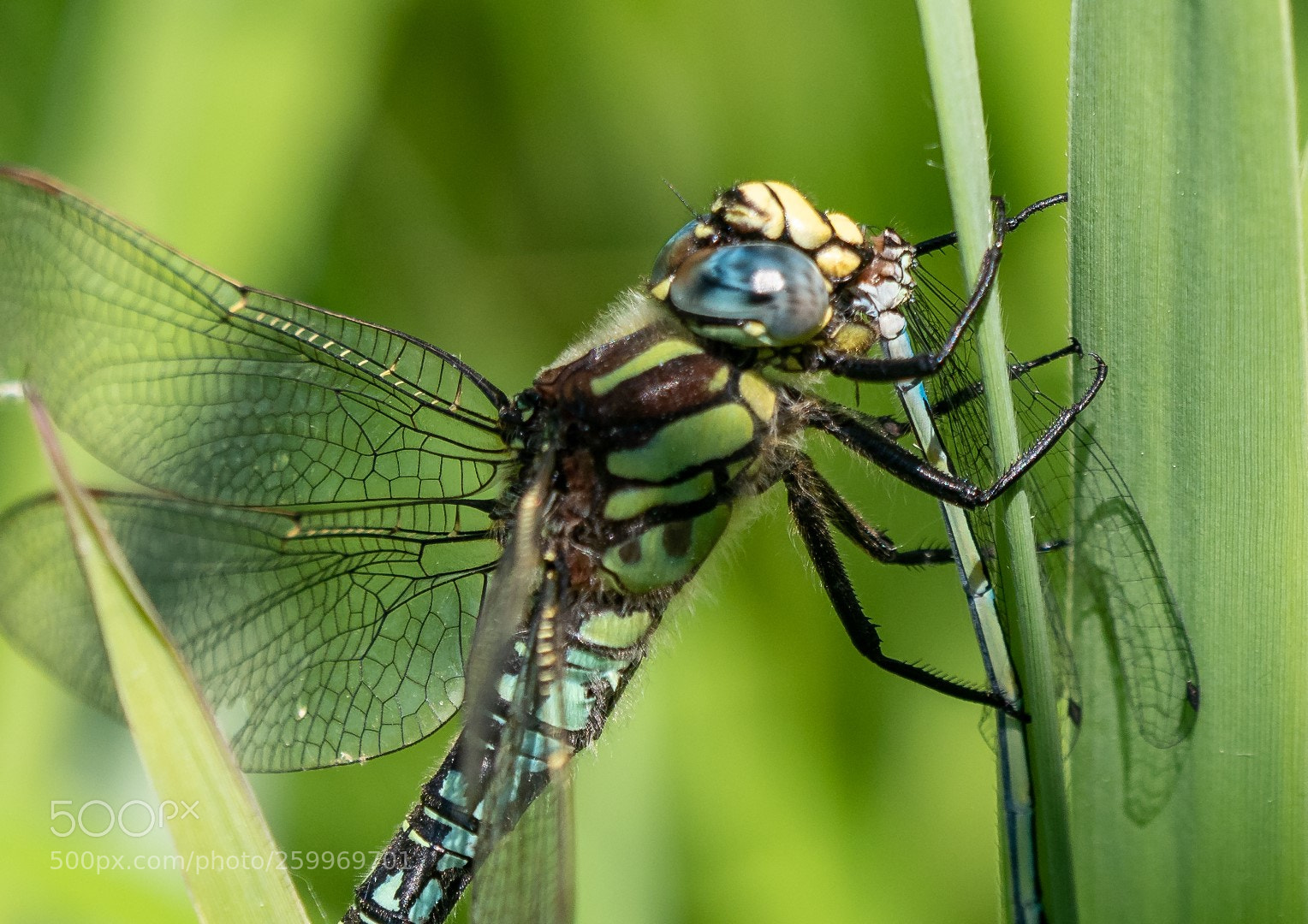 Panasonic Lumix DMC-GX85 (Lumix DMC-GX80 / Lumix DMC-GX7 Mark II) sample photo. Dragonfly   蜻蜓    стрекоза photography