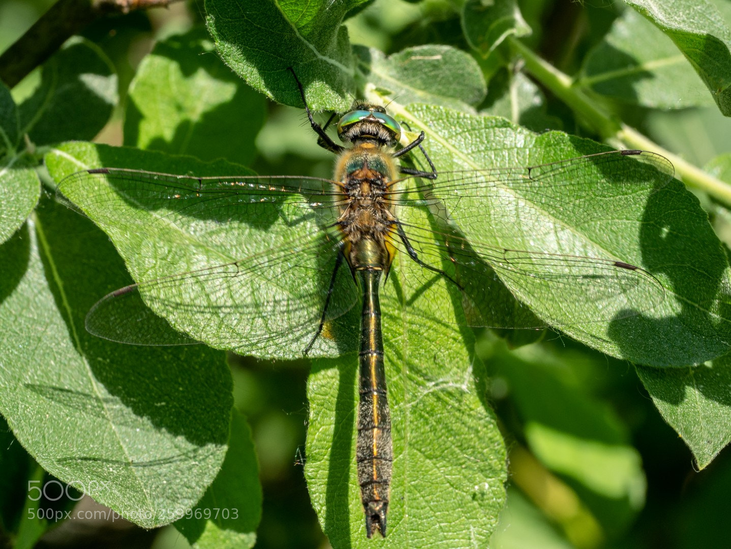 Panasonic Lumix DMC-GX7 sample photo. Dragonfly   蜻蜓    стрекоза photography