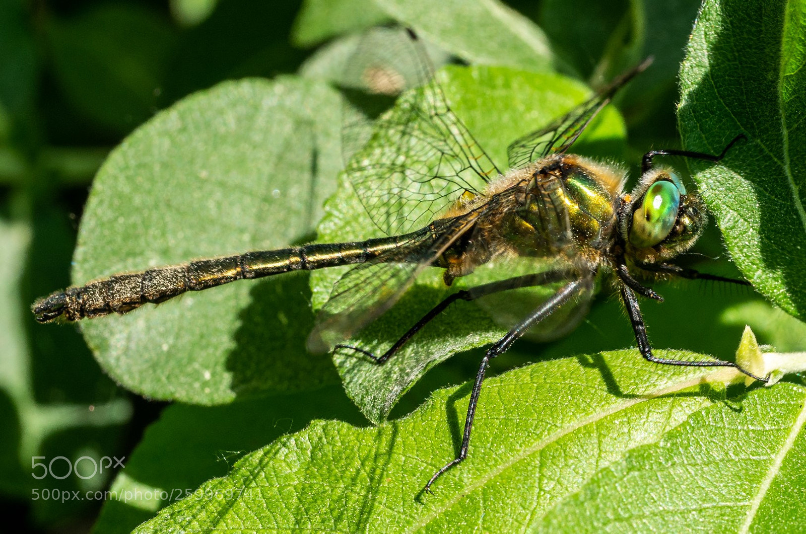 Panasonic Lumix DMC-GX7 sample photo. Dragonfly   蜻蜓    стрекоза photography