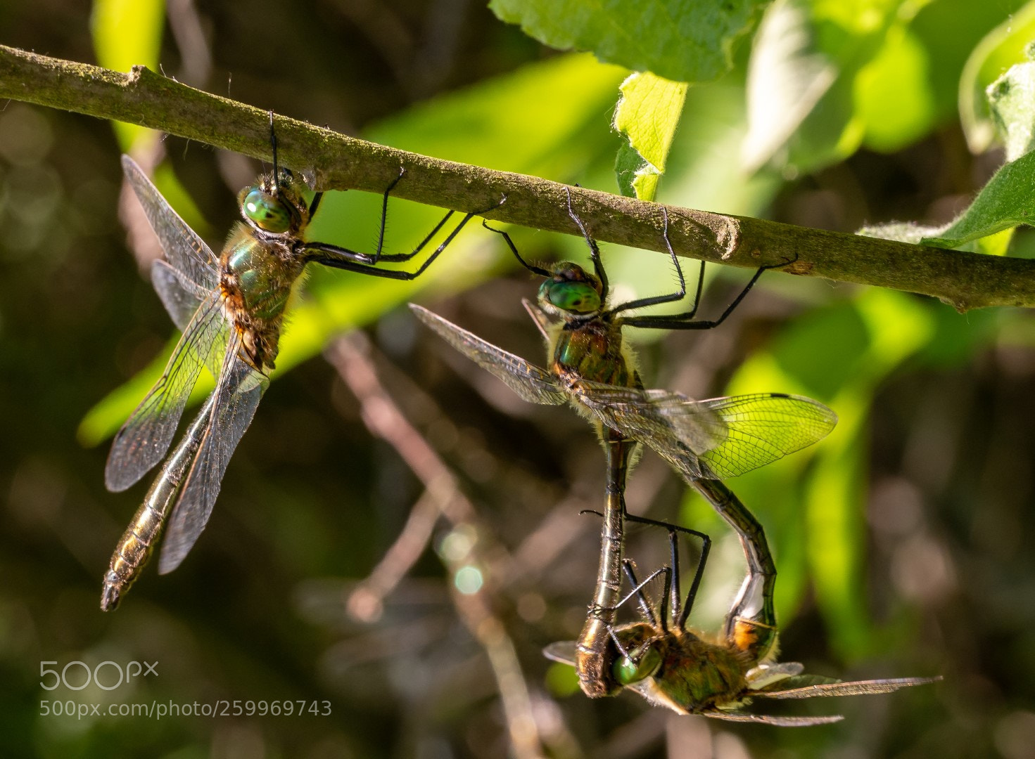 Panasonic Lumix DMC-GX7 sample photo. Dragonfly   蜻蜓    стрекоза photography