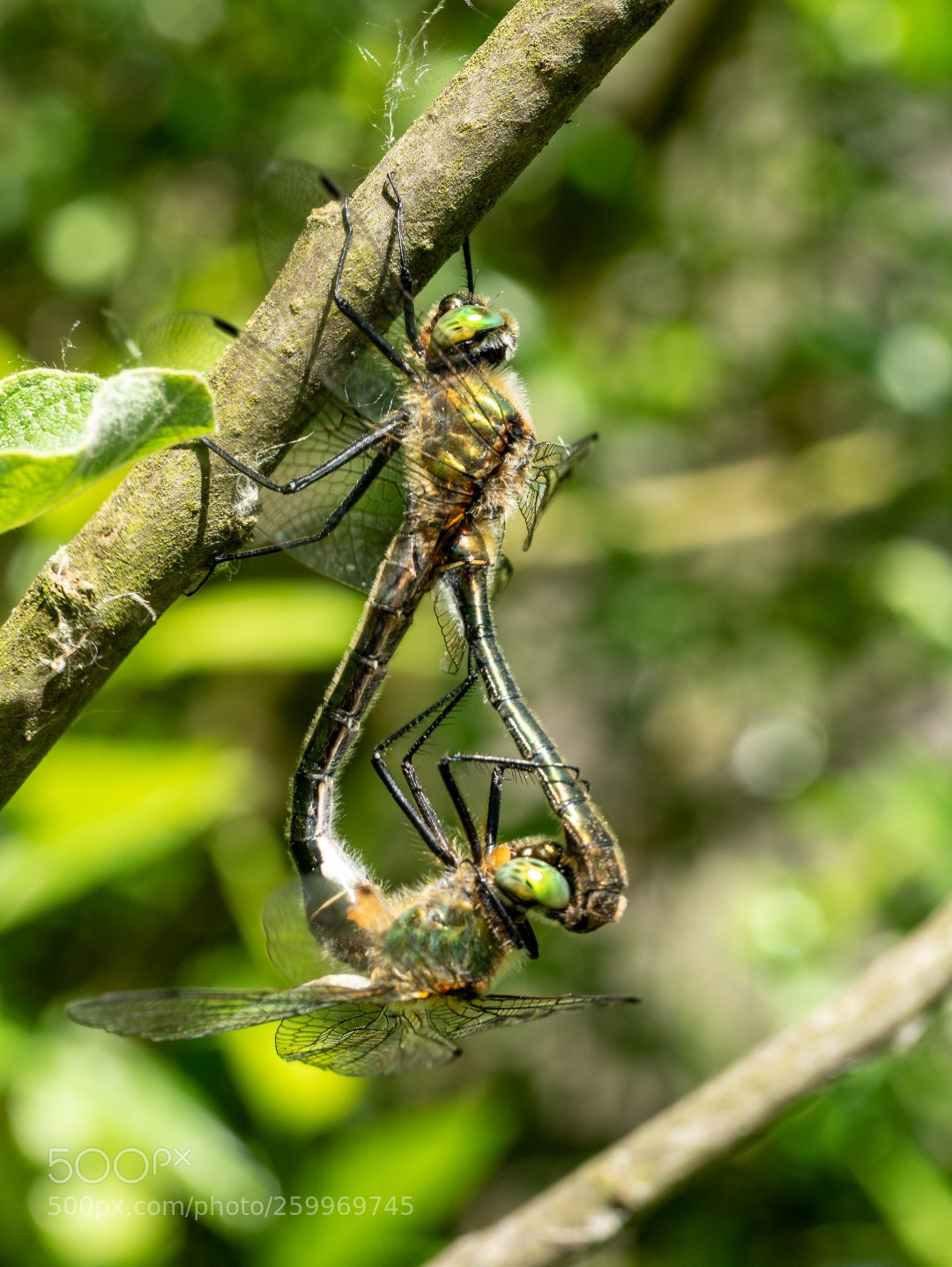 Panasonic Lumix DMC-GX7 sample photo. Dragonfly   蜻蜓    стрекоза photography
