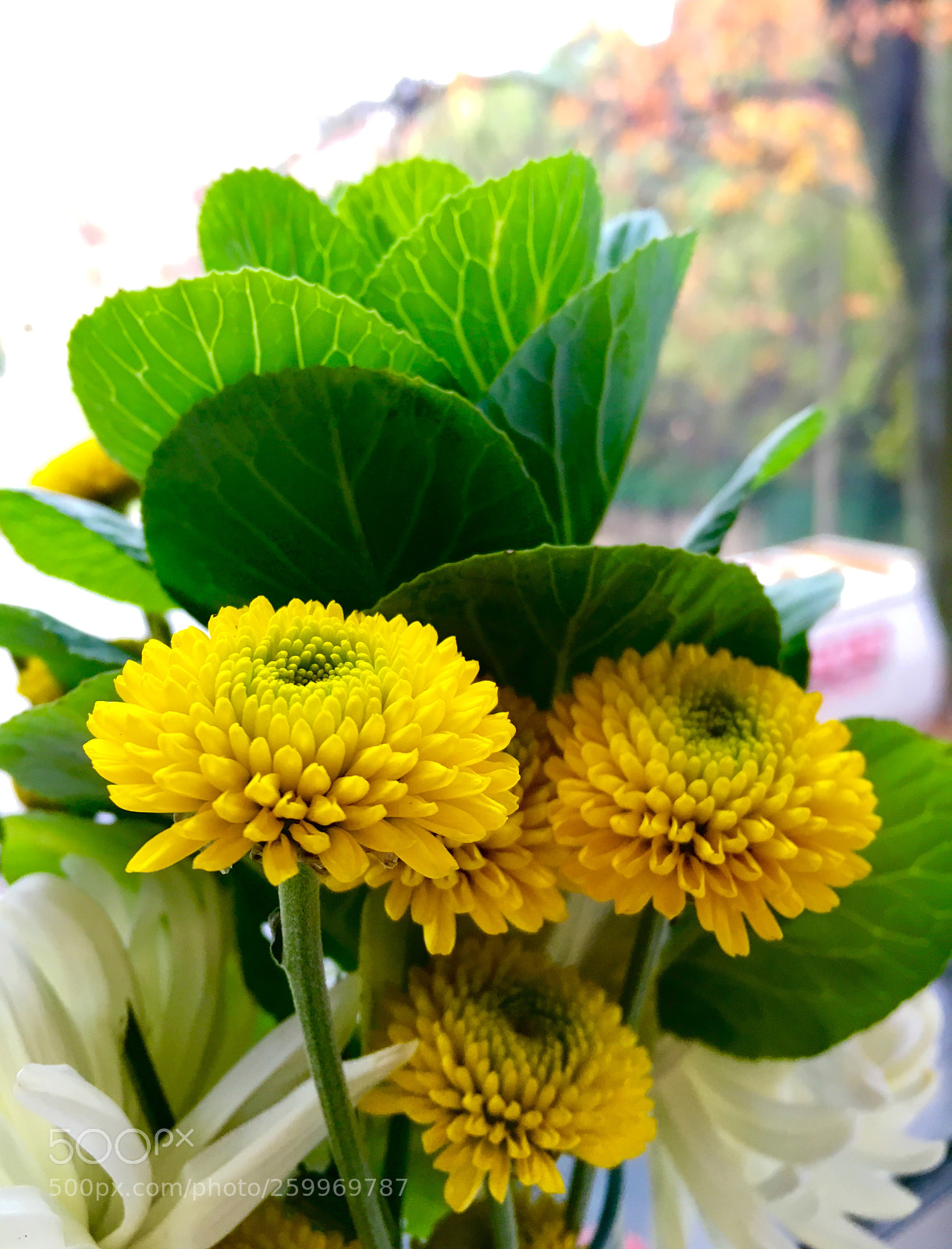 Apple iPhone 6s sample photo. Bunch photography